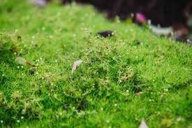 This product cost only £10 for 250g, which is at least 50% cheaper than buying it in pots. Irish Moss For Your Garden Care Tips Facts And Pictures Garden Tabs