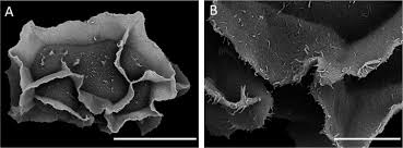 Image result for Tectaria fernandensis