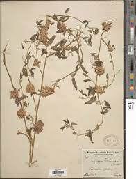 Image result for Indigofera emarginella