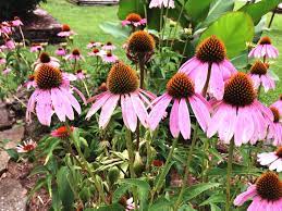 Coneflowers Garden Favorites For A Reason Native Plants California Native Plants Outside Plants
