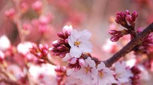 Best Cherry Blossom Wallpaper Hd 1920x1080 Cherry Blossom Wallpaper Spring Desktop Wallpaper Spring Wallpaper Find and download cherry blossom wallpapers wallpapers, total 35 desktop background. cherry blossom wallpaper hd 1920x1080