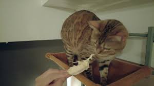 A brincadeira da buceta começa. GATO HENTAI