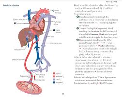 64 Reasonable Fetal Blood Circulation Flow Chart