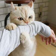 Sweet Cats Of Instagram Catsofyear Instagram Posts Videos Stories On Poshinsta Com Poshinsta Hungry Kitty S Yukichii Kitty Cats Kitten Kitt Vampire Cat Cute Cats Cute Animals