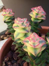 However, some seeds are not restricted, but you can contact the animal and plant health agency for. Crassula Perforata Variegata Cacti And Succulents Planting Succulents Jade Plants