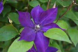 Years went over, and the giant grew very old and feeble. 6 Tips For Growing Clematis