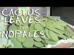 It makes for a good houseplant or ornamental garden succulent. What Are Cactus Leaves Nopales Omelet Recipe Youtube