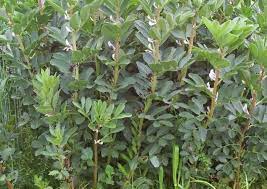 Pierfrancesco favino 51 anni, 24 agosto 1969 (vergine), roma (italia) dettagli biografia | carica un'altra frase celebre di pierfrancesco favino. Favino Da Sovescio Come Quando E Perche Coltivarlo