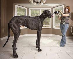 It all started in 2009, when cody fell in love with tiny, a friend's great dane. Meet Zeus The Tallest Dog On Record A Great Dane Standing On His Hind Legs He Stretched To 7ft 5in From His Foot To His Withers He Measured 3ft 8in A Beautiful