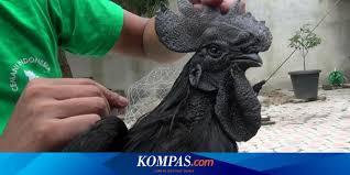 We did not find results for: Siswa Ini Penyebab Ayam Cemani Berwarna Hitam Tapi Telur Tetap Putih Halaman All Kompas Com