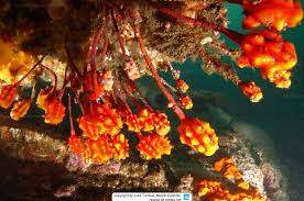 Image result for Ypsilopus liae