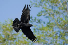 Image result for american crow