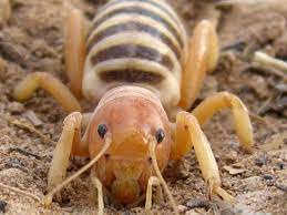 Jerusalem cricket, (subfamily stenopelmatinae), any of about 50 species of insects in the family stenopelmatidae (order orthoptera) that are related to grasshoppers and crickets. Child Of The Earth Would You Believe It S A Cricket La Vida Taosnews Com