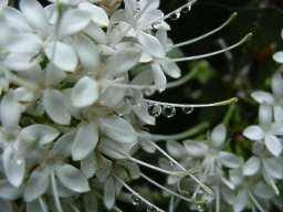 Image result for Pavetta revoluta