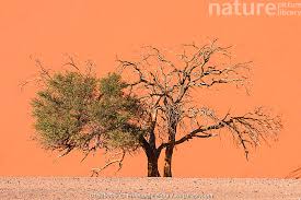 Image result for Acacia erioloba