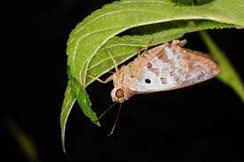 polygonus leo pallida leo animals black and brown
