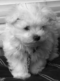 Find fresh ads in puppies for sale in montana, mt. Purebred Maltese Puppy On Sale For Sale In Great Falls Montana Classified Americanlisted Com