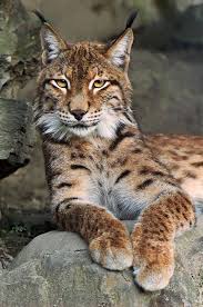 Account Suspended Animals Wild Animals Beautiful Wild Cats
