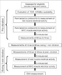 Experimental Protocol And Flow Chart Mvc Maximal Voluntary