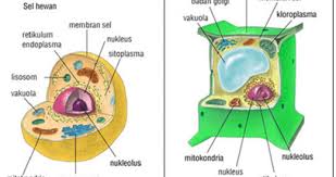 Struktur sel hewan dibagi menjadi organelaorganela sel hewan memiliki organel ribosom, retikulum endoplasma, lisosom, mitokondriafungsi re halus:sebagai. Pengertian Sel Dan Bagian Bagian Sel