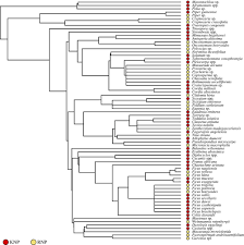 Image result for Viscum bagshawei