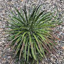 Sono su ebay ✓ confronta prezzi e caratteristiche di prodotti nuovi e usati ✓ molti articoli con consegna gratis! Agave Toumeyana Var Bella At San Marcos Growers