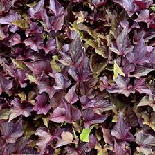 Image result for Ipomoea batatas pots