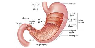 Ở các loài chim và gia cầm, dạ dày gồm có dạ dày cơ và dạ dày tuyến. Viem Loet Bá» Cong Nhá» Dáº¡ Day Va Cach Ä'iá»u Trá»‹ Tá»« Chuyen Gia Chi Tiáº¿t Tin Tá»©c Ubnd Tá»‰nh Báº¯c Giang