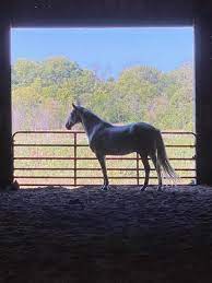 Horses over 20 can be insured for an additional premium. Hallmark Equine Insurance Agency Posts Facebook