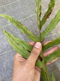Image result for Drynaria volkensii
