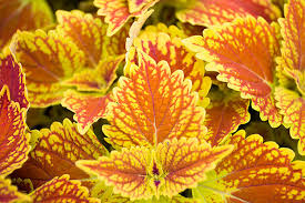 Image result for Coleus foliatus