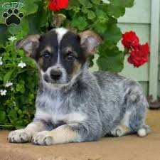 Australian cattle dog wapato, washington, united states. Blue Heeler Mix Puppies For Sale Greenfield Puppies