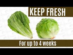 Rewet the paper towels if they dry out. How To Keep Lettuce Fresh Longer In Fridge For 4 Weeks Best Way To Store Fresh Lettuce Youtube