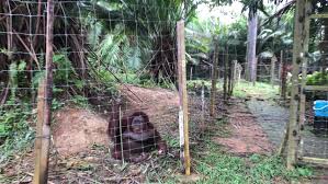 Jalan bukit merah, semanggol, 34400, malaysia. Orangutan Resting In Its Tree Stock Footage Video 100 Royalty Free 1020981640 Shutterstock