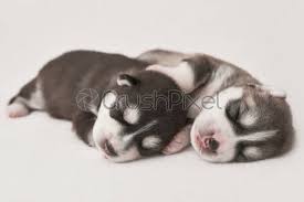Cute Puppy Siberian Husky Black And White With Blue Eyes Stock Photo Crushpixel