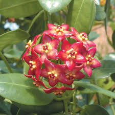 Image result for hoya plant flower