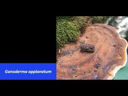 Image result for Ganoderma applanatum