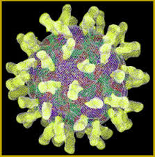 What new coronavirus looks like under the microscope the images were made using scanning and transmission electron microscopes at the national institute of allergy and infectious diseases. Common Cold