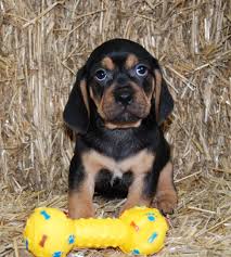Black And Tan Puggle Puppies For Sale Black And Tan Puggle Puppies Puggle Puppies Puppies Puggle