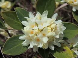 Vladmodels.tv is tracked by us since january, 2012. Daphne Plant Wikipedia