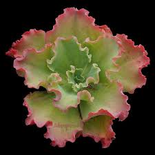 I have never had a mounted plant before and honestly have no idea how to care for it like this. Echeveria Aquarius Red Echeveria Succulents Succulent Landscaping