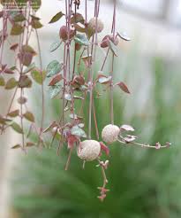Image result for Ceropegia claviloba