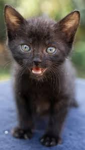 Pin By Silo On Chaton Trop Mignon In 2020 Cute Baby Cats Cute Cats Kittens Cutest