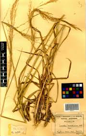 Image result for Loudetia arundinacea