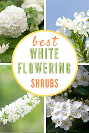Common lilac flowers in late springs. Best White Flowering Shrubs For Your Garden