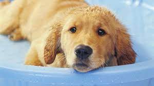 Baby shampoo, such as johnson's baby shampoo, is often used on a baby's skin and hair because of its great ph balance. How To Bathe And Groom Your Puppy