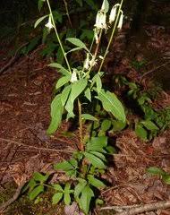 Image result for Bothriocline quercifolia