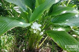Check spelling or type a new query. Grow A Turmeric Plant For Home For Cooking Medicinal Use