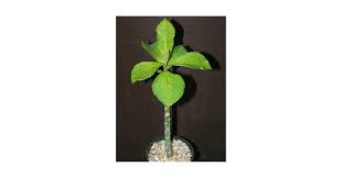 Image result for Synadenium grantii