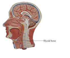 Image result for Hyoid Bone